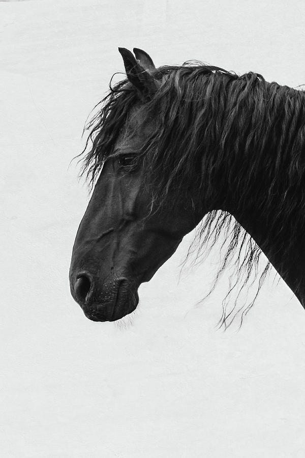 Castiel - Horse Art #1 Photograph by Lisa Saint