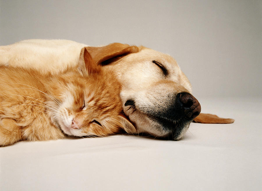 Cat And Dog Together #1 Photograph by GK Hart/Vikki Hart