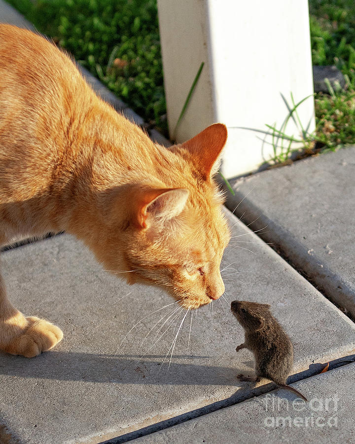 Cat and Mouse #1 Photograph by Wesley Aston