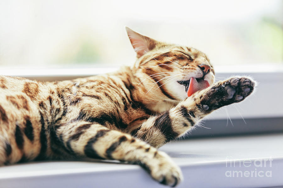 Cat Photograph - Cat grooming himself cleaning his fur. #1 by Michal Bednarek