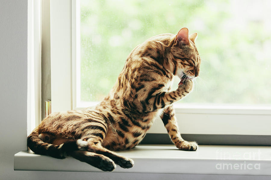 Cat Photograph - Cat grooming himself on window sill. Bengal cat. #1 by Michal Bednarek