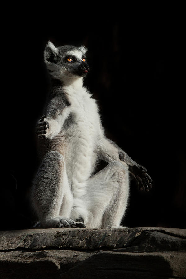 Cat Lemur meditation with luminous clear eyes in the dark. Pyrography ...