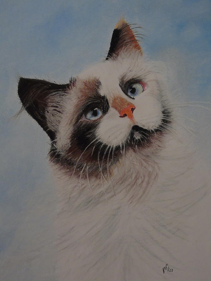 Cat #1 Pastel by Maria Woithofer