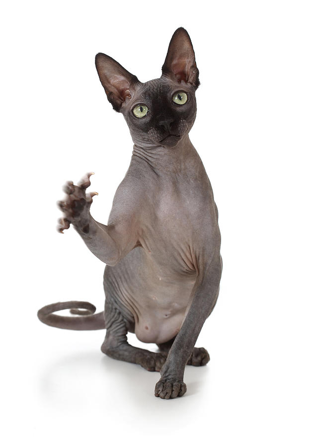 Cat on three legs. #1 Photograph by Sergey Ryumin