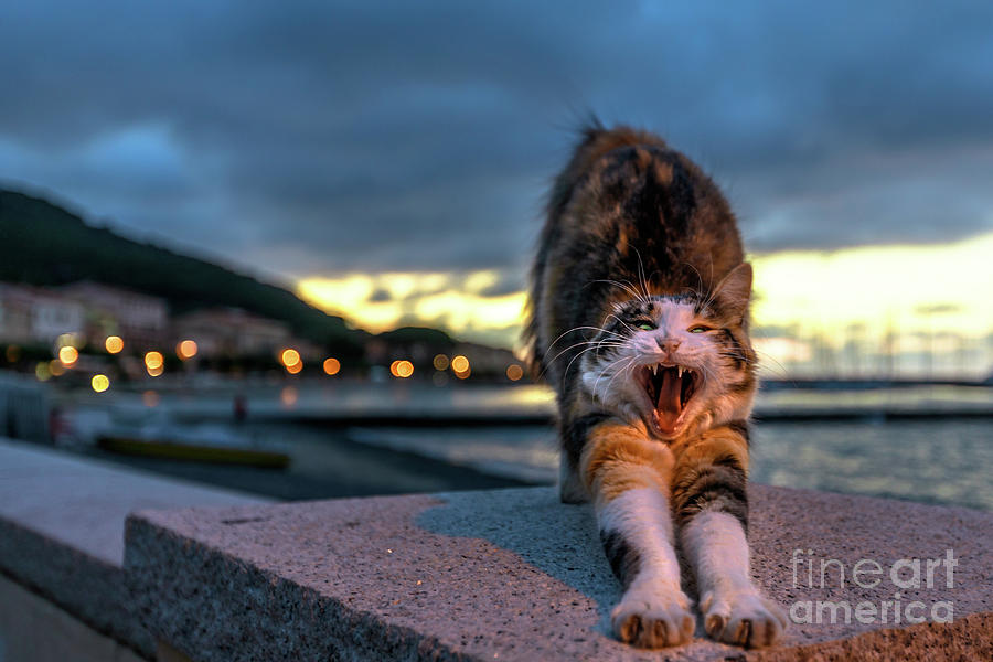cat stretching in Marciana Marina at night #1 Photograph by Benny Marty