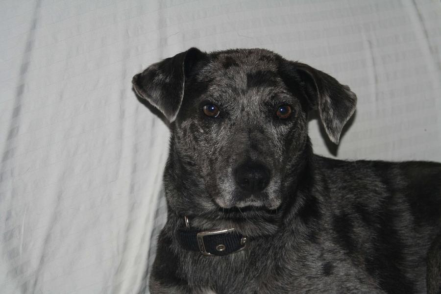 Catahoula Leopard Dog #1 Photograph by Valerie Collins