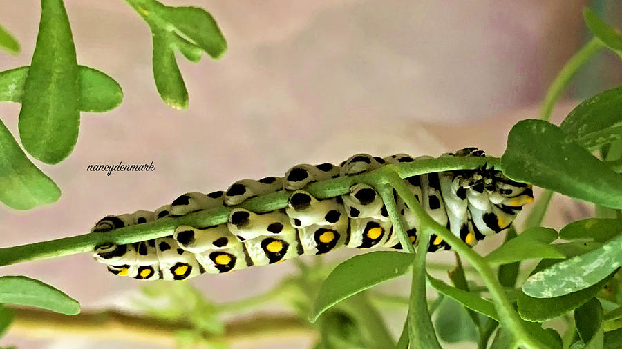 Caterpillar Feetsies  #1 Photograph by Nancy Denmark