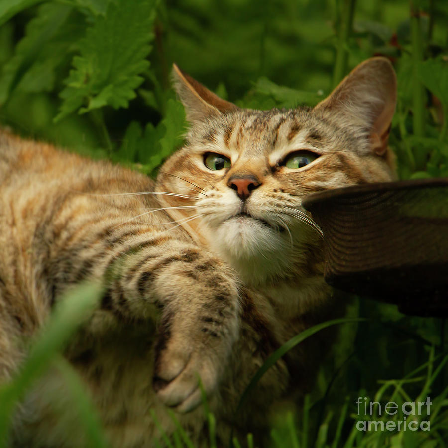 Catnip cat #1 Photograph by Ang El