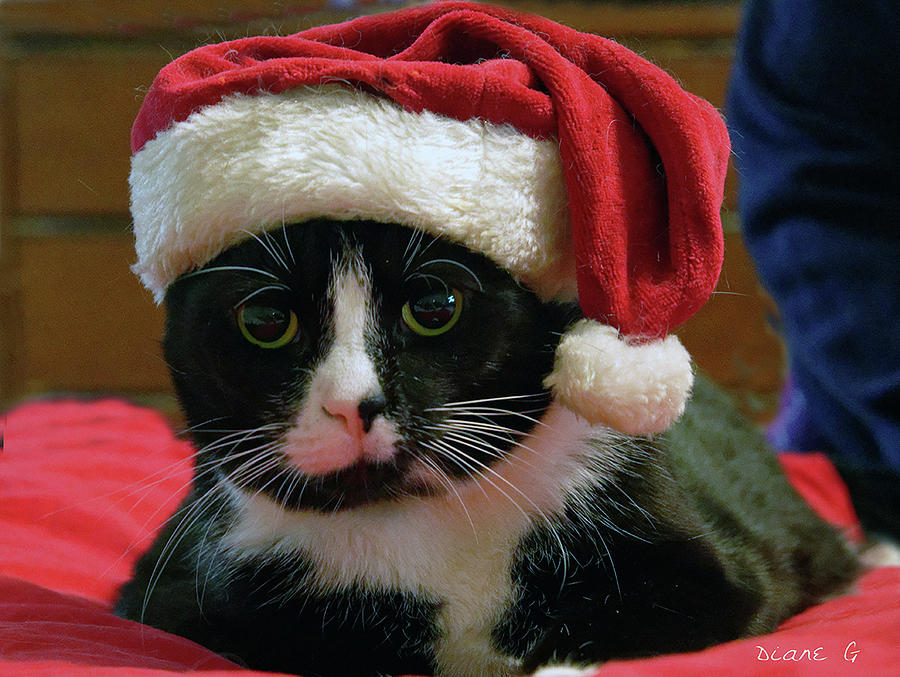 Cats at Christmas #1 Photograph by Diane Giurco