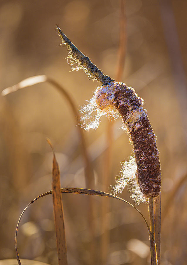 Cattail #1 Photograph by Mark Mille