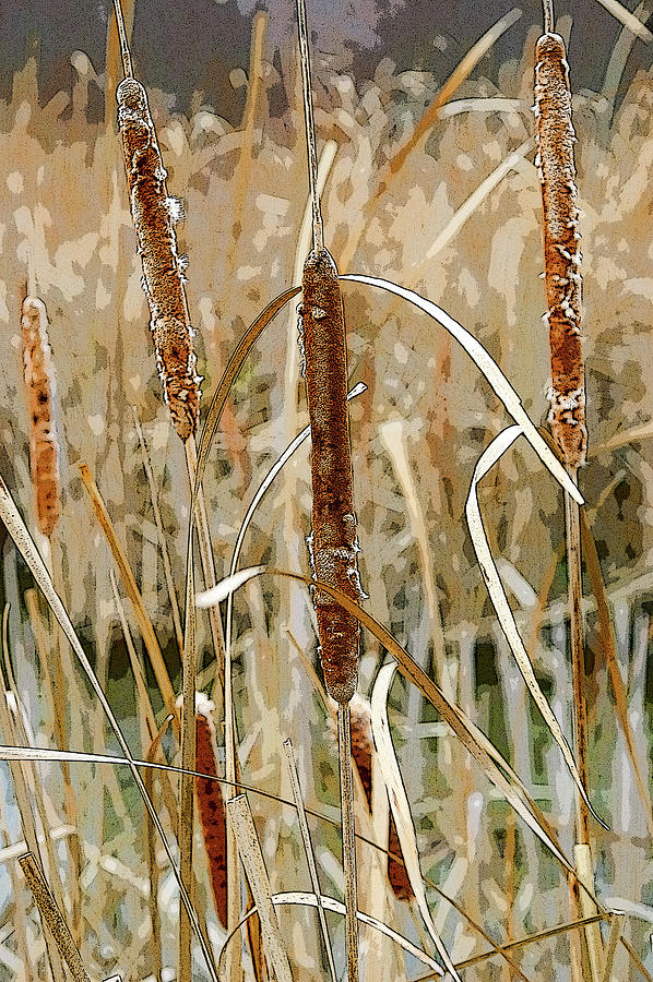Cattails in the Fall #1 Photograph by Rob Huntley