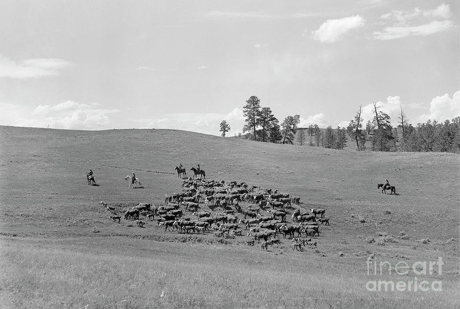 Cattle Drive, 1939 #1 Photograph by Arthur Rothstein