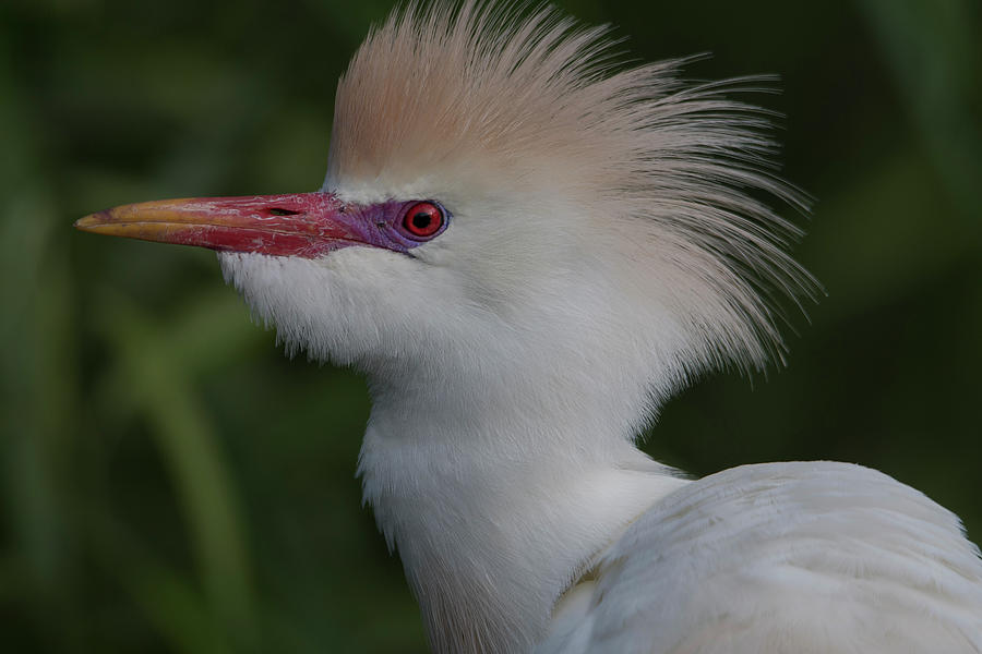Cattle Egret #2 Photograph by Carolyn Hutchins
