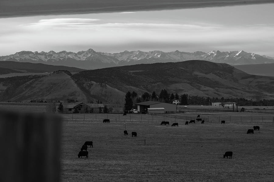 Cattle grazing in Colorado #1 Photograph by Eldon McGraw