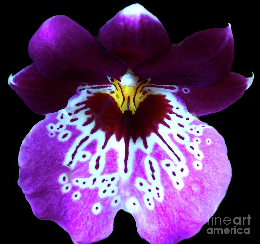 Cattleya Orchid #1 Photograph by Cassandra Buckley
