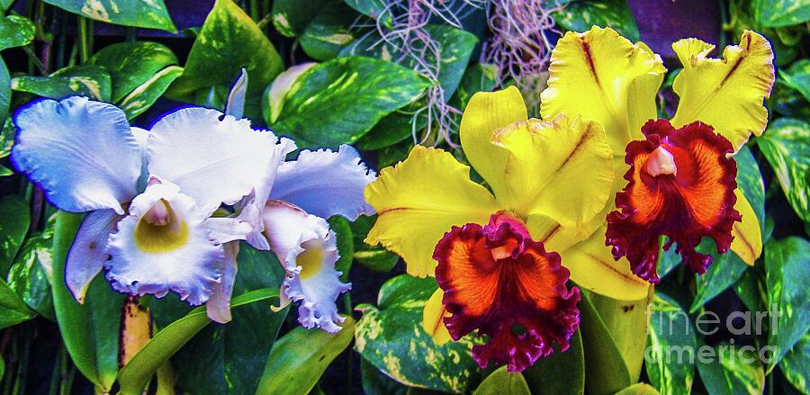 Orchid Photograph - Cattleya Orchids #1 by D Davila