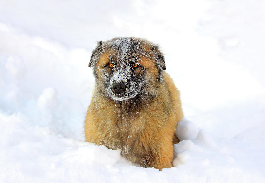 Caucasian Shepherd dog in snow #1 Photograph by Mikhail Kokhanchikov