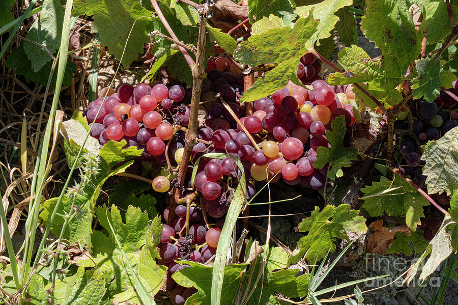 Cavus Grapes #1 Photograph by Bob Phillips