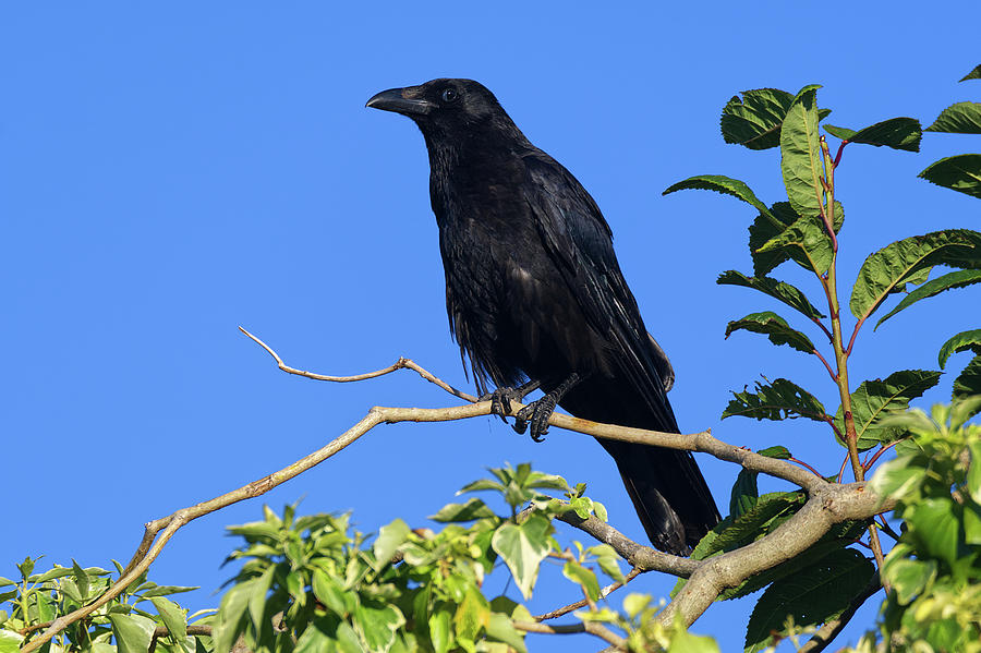 Caw said the Crow Photograph by Chris Day - Fine Art America