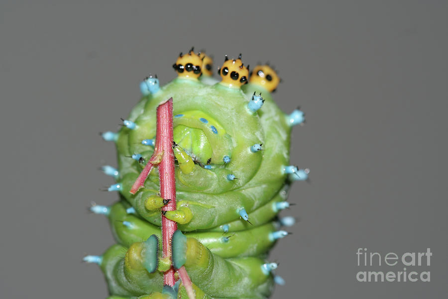 Insects Photograph - Cecropia Caterpillar #1 by Megan McCarty