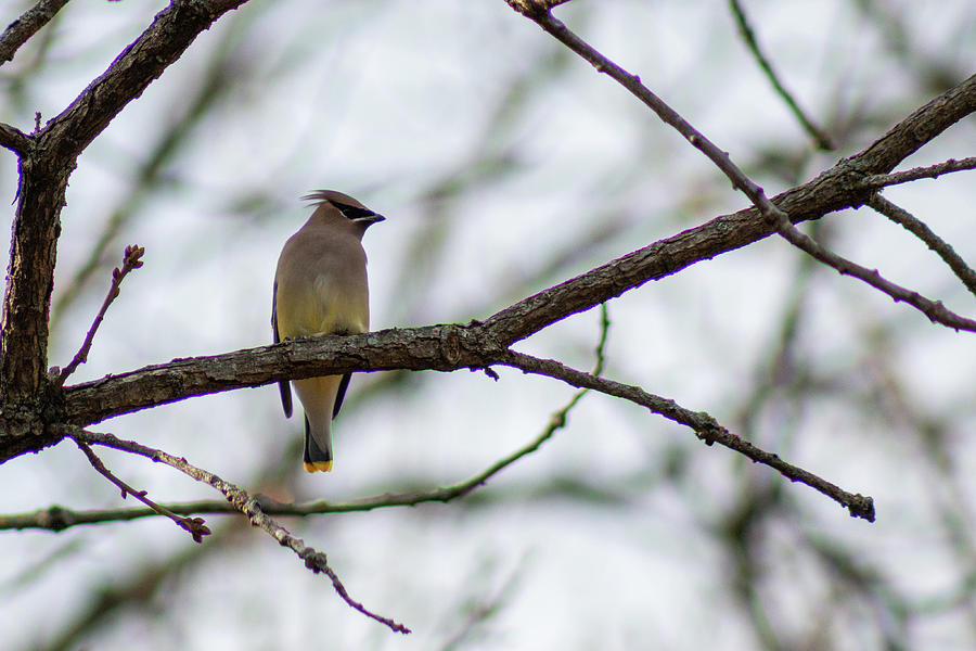 Cedar Waxwing In Tree by Michael Munster Cedar Waxwing In Tree by Michael Munster