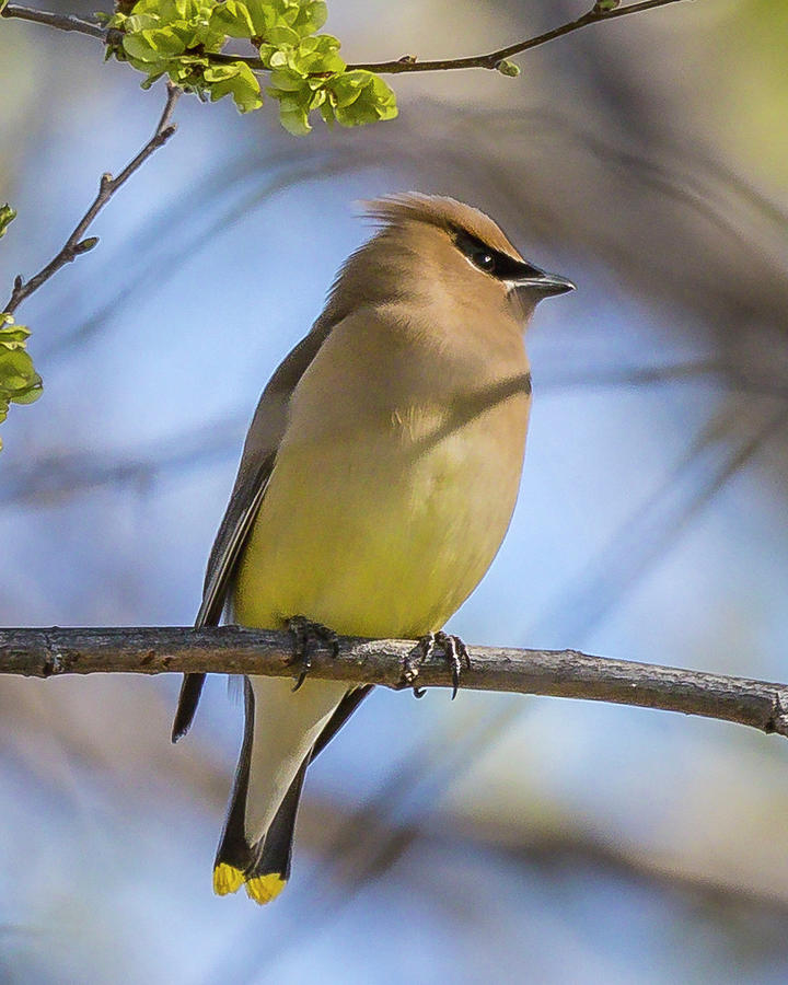 Cedar Waxwing #1 Photograph by Mark Mille