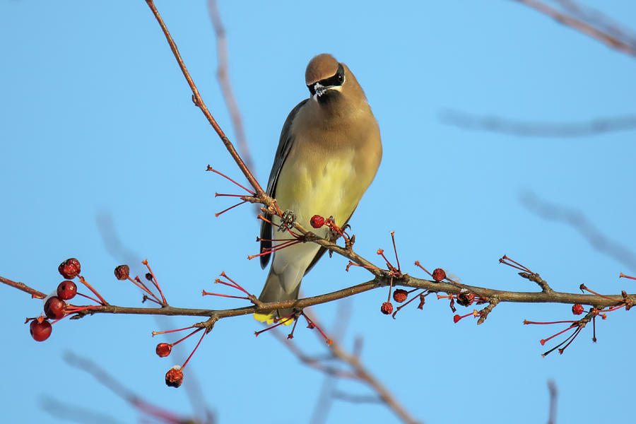 Cedar Waxwing With Berries  #1 Photograph by Brook Burling