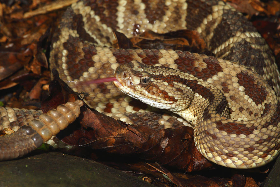 Central American Rattlesnake #1 Photograph by Michael Redmer - Fine Art ...