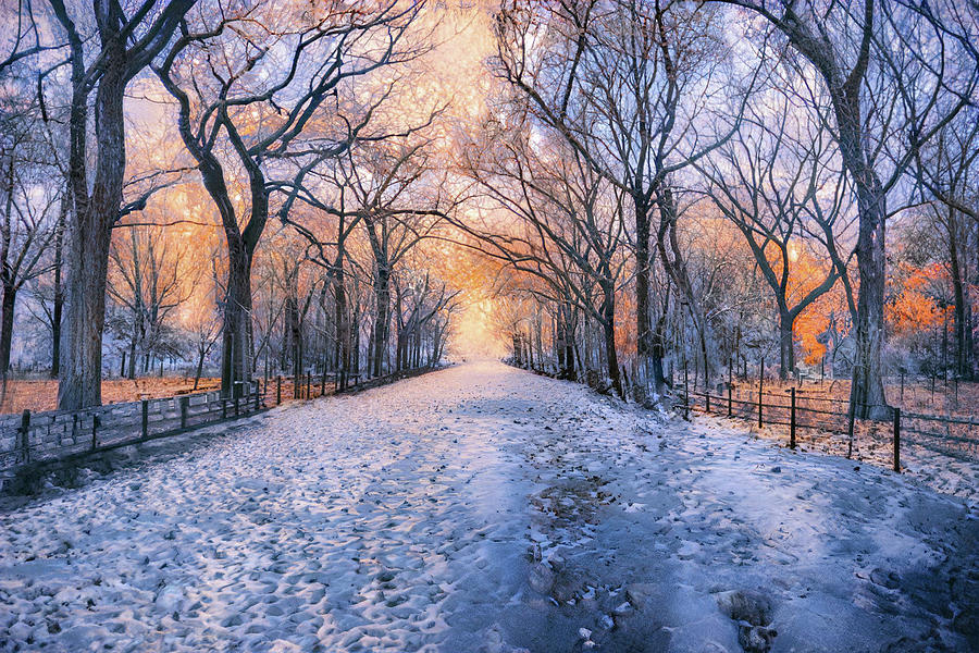 Central Park #1 Photograph by Jim Painter