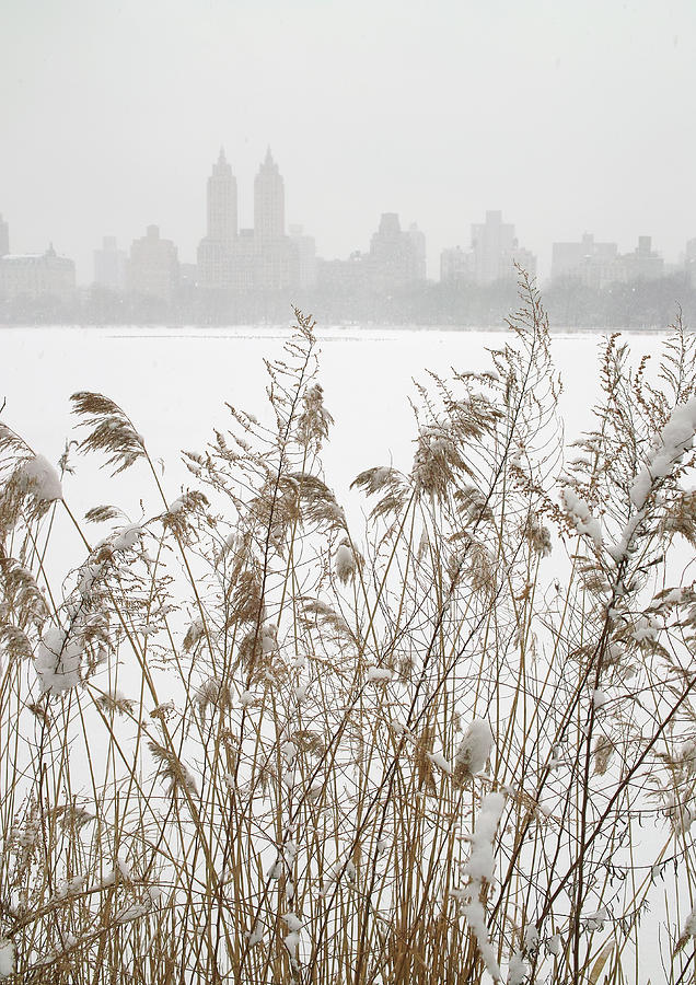 Winter Photograph - Central Park Winter #3 by Leo Bruce Hempell