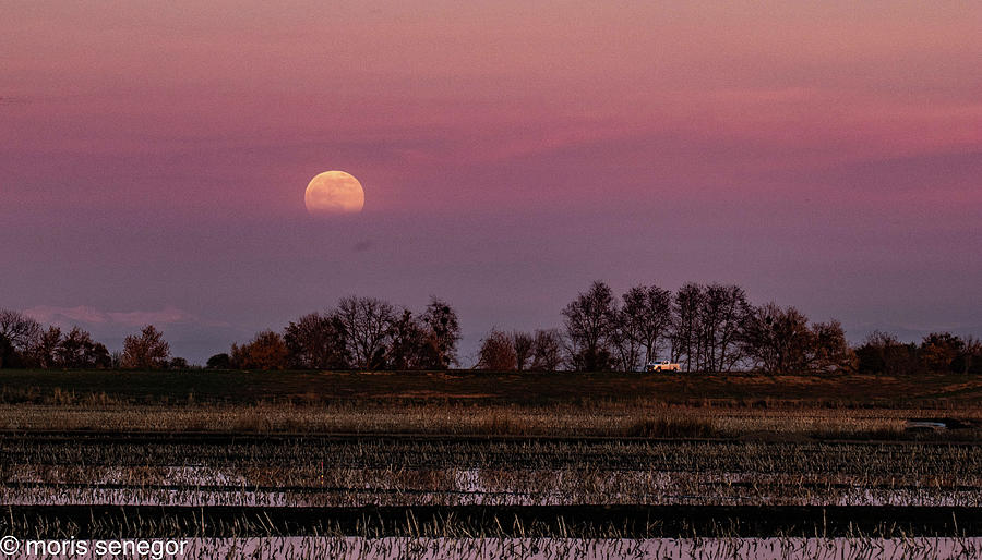 Central Valley Moon Rise #1 Photograph by Moris Senegor