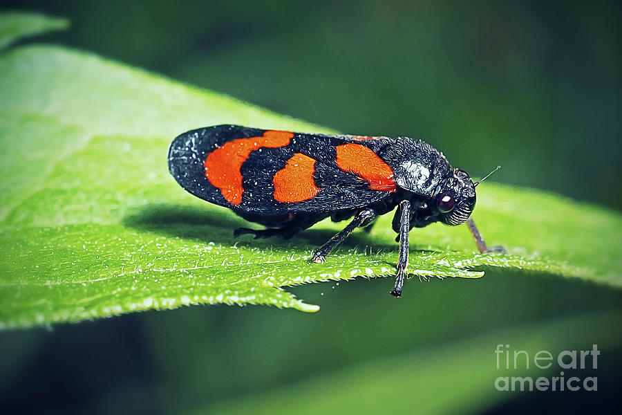 Wildlife Photograph - Cercopis vulnerata Black-And-Red Froghopper Insect #1 by Frank Ramspott