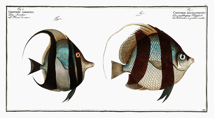 Fish Digital Art - 1. Chaetodon macrolepidotus 2. Chaetodon cornutus from Ichtylogie by Celestial Images