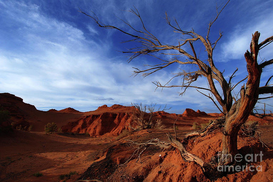 Challenge of Gobi desert #1 Photograph by Elbegzaya Lkhagvasuren