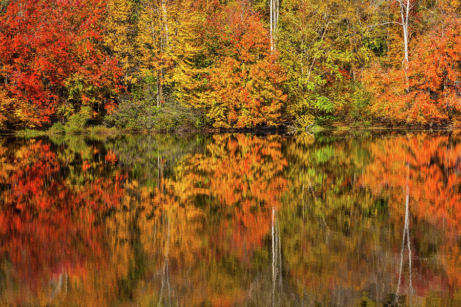 Changing Seasons Reflecting #1 Photograph by Karol Livote