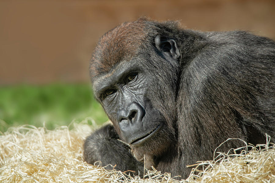 Gorilla Lope's Grin Throw Pillow for Sale by rawshutterbug