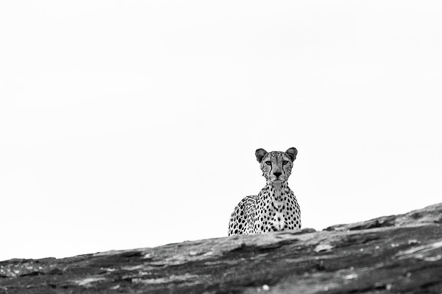 Cheetah #5 #1 Photograph by Ewa Jermakowicz