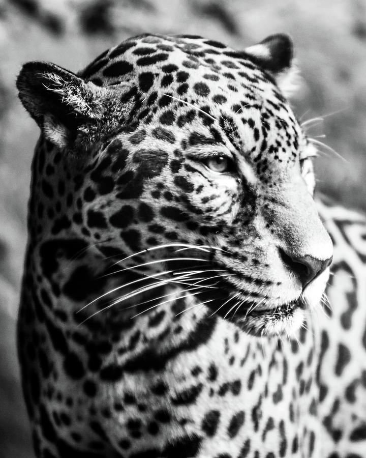 Cheetah #1 Photograph by Michelle Wittensoldner