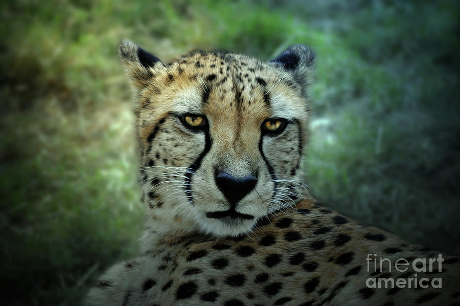 Cheetah Portrait #1 Digital Art by Savannah Gibbs