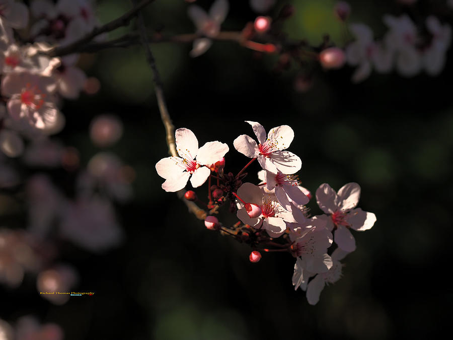 Cherry Blossom Beauty #1 Photograph by Richard Thomas