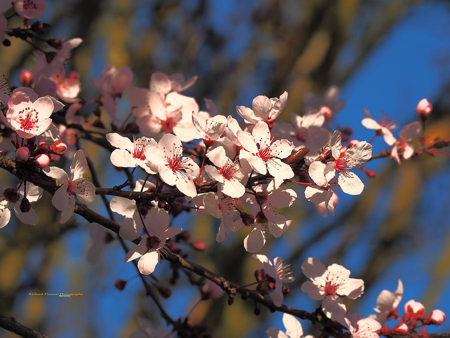 Cherry Blossom Cluster Photograph
