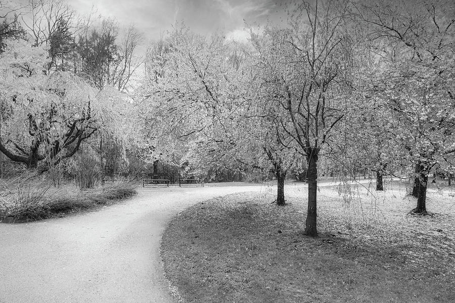 Cherry Blossom Path #1 Photograph by Susan Candelario