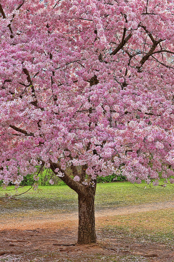 Cherry Blossom Trees of Branch Brook Park 6 Photograph by Allen Beatty