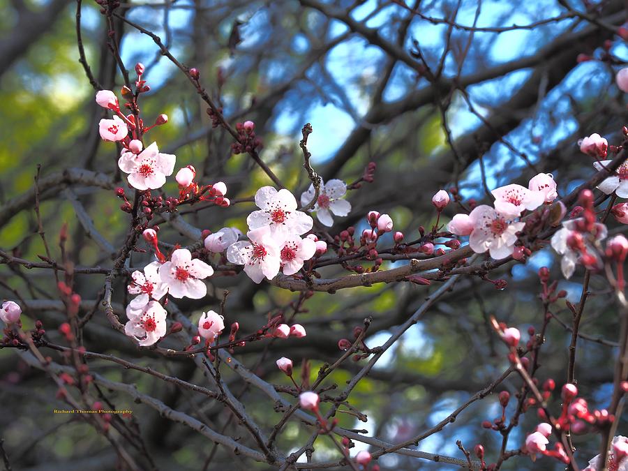 Cherry Blossom Winter #1 Photograph by Richard Thomas