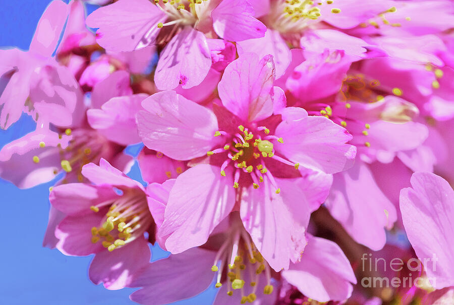 Spring Photograph - Cherry Blossoms and Blue Sky #2 by Regina Geoghan