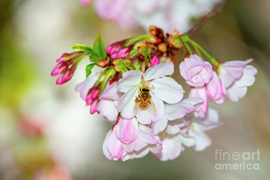 Nature Photograph - Cherry Blossoms, Bee, 4 #1 by Glenn Franco Simmons