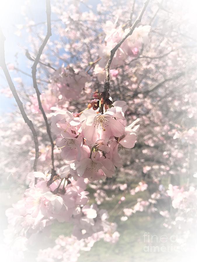 Cherry Blossoms Delicatezza Photograph by Stefania Caracciolo
