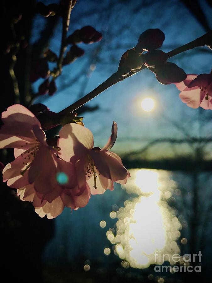 Cherry Blossoms illuminated Photograph by Hanni Stoklosa