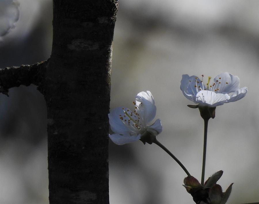 Cherry Blossoms #1 Photograph by Sandra Peery