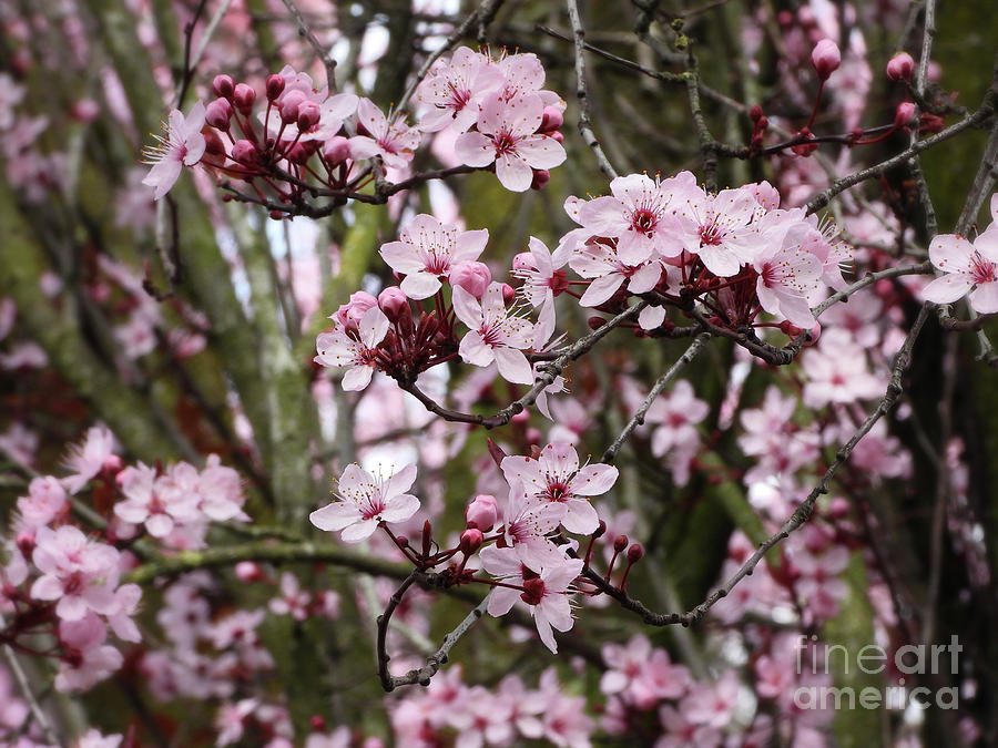 Cherry Blossoms #1 Photograph by Scott Cameron
